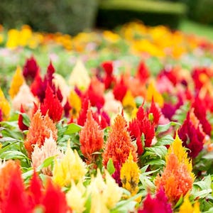 100+ Celosia Plumosa Mieszanych Kolorowych Nasion, Celosia Argentea, Celozja Pióropuszowa zdjęcie 2