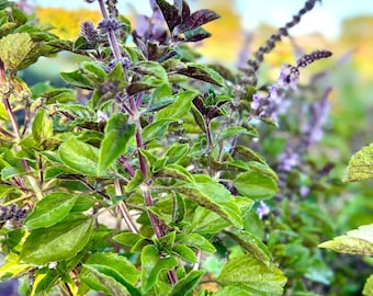 300-1k-3k Semillas de Krishna Tulsi, Albahaca Sagrada Morada, Ocimum Tenuiflorum, Albahaca Sagrada, Semillas de Hierbas Aromáticas