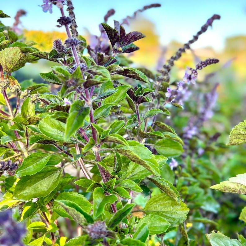 300-1k-3k Krishna Tulsi Samen, Lila Heiliges Basilikum, Ocimum tenuiflorum, Heiliges Basilikum, Aromatische Kräutersamen Bild 1