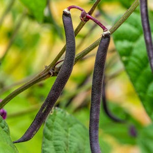 Pu&ograve; includere: Due lunghi e sottili baccelli di fagiolo color viola scuro pendono da un sottile stelo verde. I baccelli hanno una superficie leggermente ruvida e sono attaccati alla pianta da piccoli piccioli rosso-viola, circondati da foglie verdi sfocate.