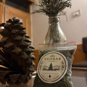 May include: A clear plastic resealable bag filled with green Deodar seeds, featuring a circular white label with black text reading DEODAR SEEDS, GROW COLLECT PRESERVE, and a mountain graphic, positioned next to a large brown pinecone.