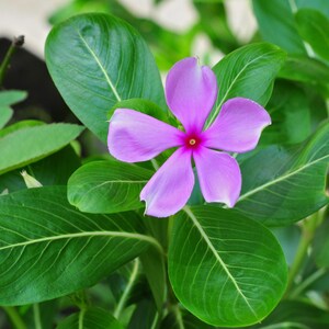 Pu&ograve; includere: Un singolo fiore di pervinca con cinque petali viola chiaro e un centro rosso vibrante, circondato da diverse foglie verdi lisce di forma ovale con venature verde chiaro visibili, che cresce su una pianta con una struttura fogliare densa.