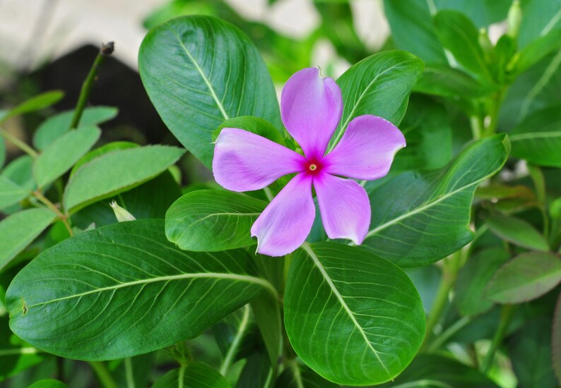 Pu&ograve; includere: Un singolo fiore di pervinca con cinque petali viola chiaro e un centro rosso vibrante, circondato da diverse foglie verdi lisce di forma ovale con venature verde chiaro visibili, che cresce su una pianta con una struttura fogliare densa.