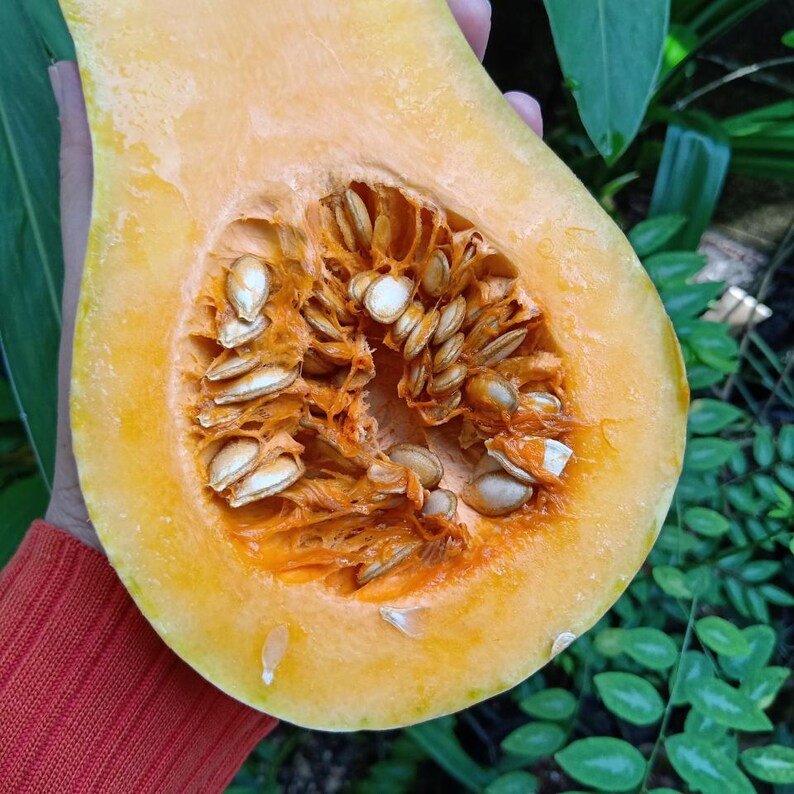 10-25 pestek dyni piżmowej, dyni piżmowej, dyń, tykw i melonów zdjęcie 6