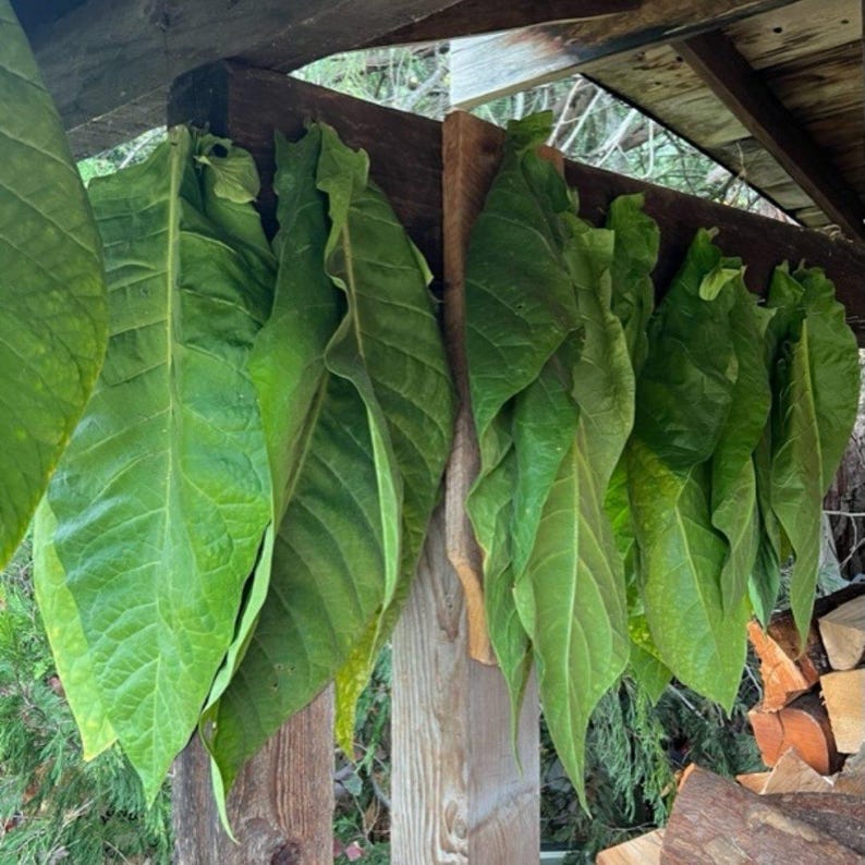 50-300 gele bladeren, 36 tabakszaden, Nicotiana tabacum afbeelding 1