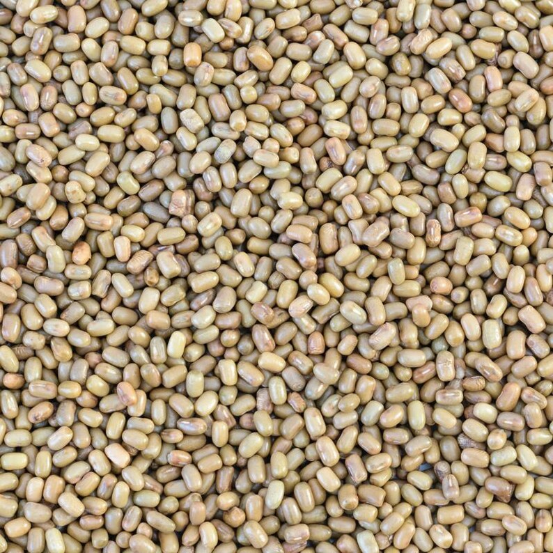 100-300 semillas de frijol matki blanco, Vigna aconitifolia, frijol polilla blanco, frijol mat indio imagen 7