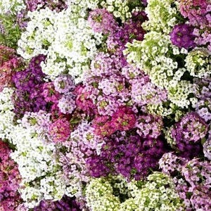 K&ouml;nnte beinhalten: Eine dichte Ansammlung kleiner, vierbl&auml;ttriger Bl&uuml;ten in den Farben Wei&szlig;, Hellrosa, Magenta und Dunkelviolett. Die Bl&uuml;ten sind eng beieinander angeordnet und bilden einen durchgehenden, strukturierten Bl&uuml;tenteppich ohne sichtbare St&auml;ngel.
