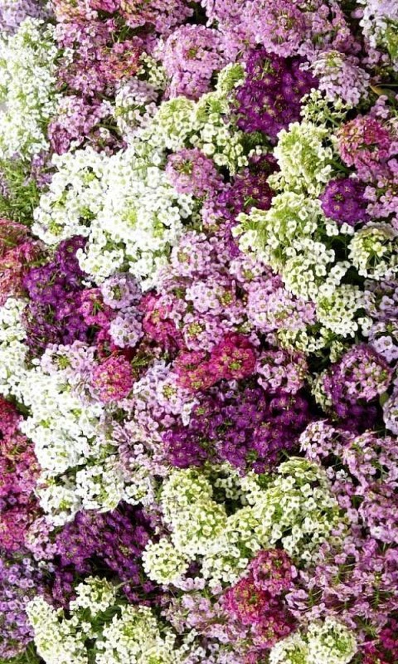 K&ouml;nnte beinhalten: Eine dichte Ansammlung kleiner, vierbl&auml;ttriger Bl&uuml;ten in den Farben Wei&szlig;, Hellrosa, Magenta und Dunkelviolett. Die Bl&uuml;ten sind eng beieinander angeordnet und bilden einen durchgehenden, strukturierten Bl&uuml;tenteppich ohne sichtbare St&auml;ngel.