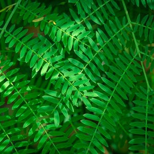 25-50 semi di Leucaena, Leucaena Leucocephala, Albero di piombo bianco, Subabul, Tamarindo selvatico, Semi di albero tropicale azotofissatore immagine 11