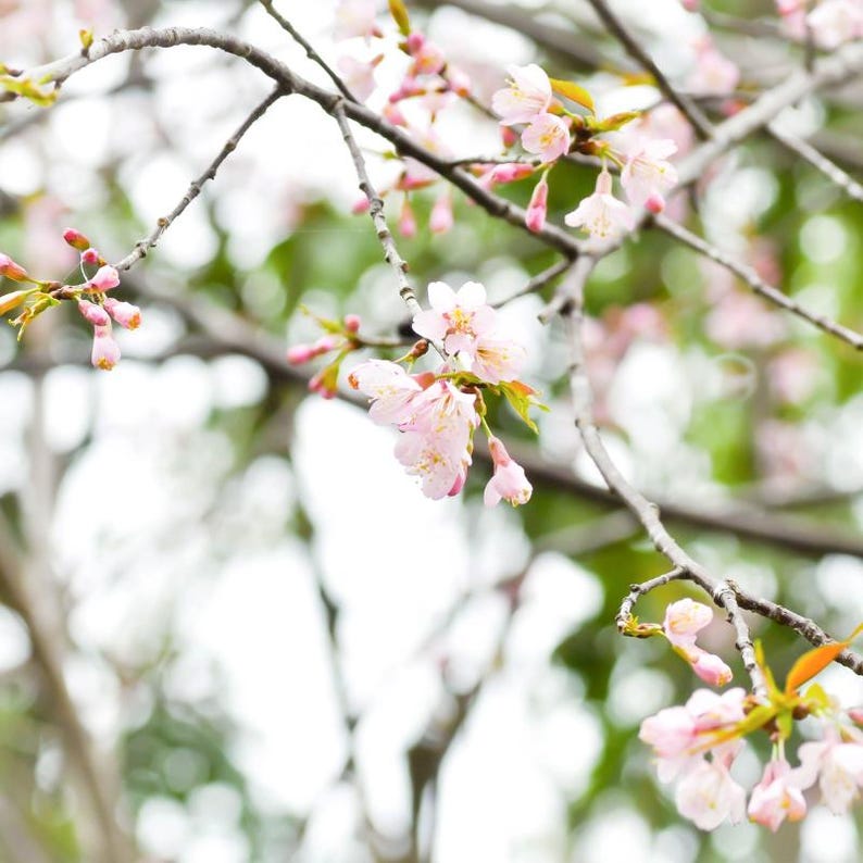 Más de 20 semillas de cereza dulce del Himalaya, Prunus avium, cerezo silvestre. imagen 8