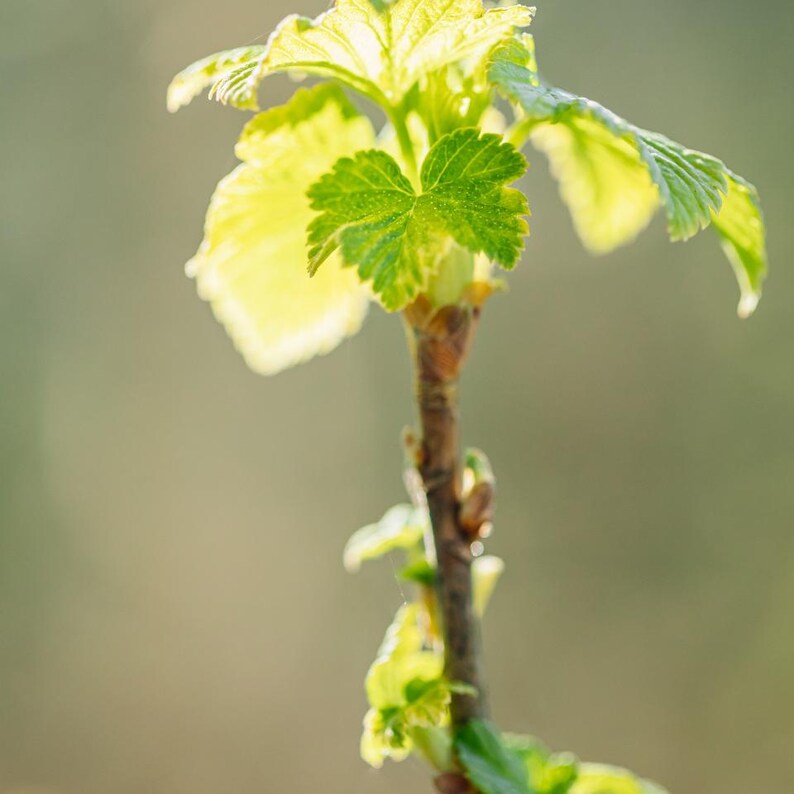 20-100 zaden van de Himalaya-braam, Rubus, wilde bergbessenstruik afbeelding 4