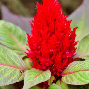 100+ Celosia Plumosa Mieszanych Kolorowych Nasion, Celosia Argentea, Celozja Pióropuszowa zdjęcie 9