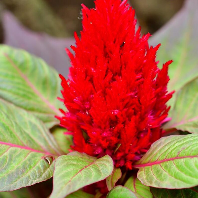 100+ Celosia Plumosa Mieszanych Kolorowych Nasion, Celosia Argentea, Celozja Pióropuszowa zdjęcie 9