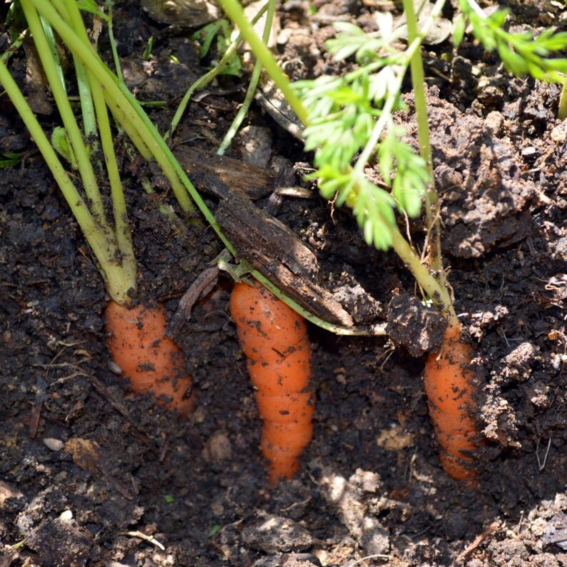 100+ morotsvitaminfrön, Daucus carota, apelsinrotgrönsak bild 9