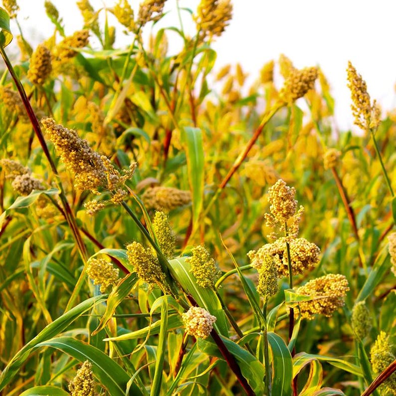 50-300 semillas de sorgo, Sorghum bicolor, grano antiguo, mijo imagen 4