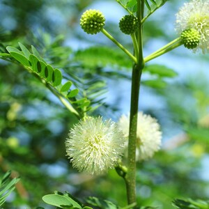 25-50 semi di Leucaena, Leucaena Leucocephala, Albero di piombo bianco, Subabul, Tamarindo selvatico, Semi di albero tropicale azotofissatore immagine 6