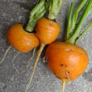 Puede incluir: Tres vegetales redondos de color naranja con ra&iacute;ces bulbosas y lisas y tallos de hojas de color verde brillante unidos en la parte superior. Cada vegetal tiene una forma gruesa y redondeada con ra&iacute;ces blancas finas.