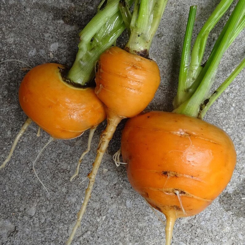 Puede incluir: Tres vegetales redondos de color naranja con ra&iacute;ces bulbosas y lisas y tallos de hojas de color verde brillante unidos en la parte superior. Cada vegetal tiene una forma gruesa y redondeada con ra&iacute;ces blancas finas.