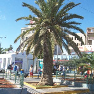 10+ Phoenix Canariensis Frön, Kanarieöarnas Dadelpalm, Kanariepalmfrön, Prydnadspalm bild 5