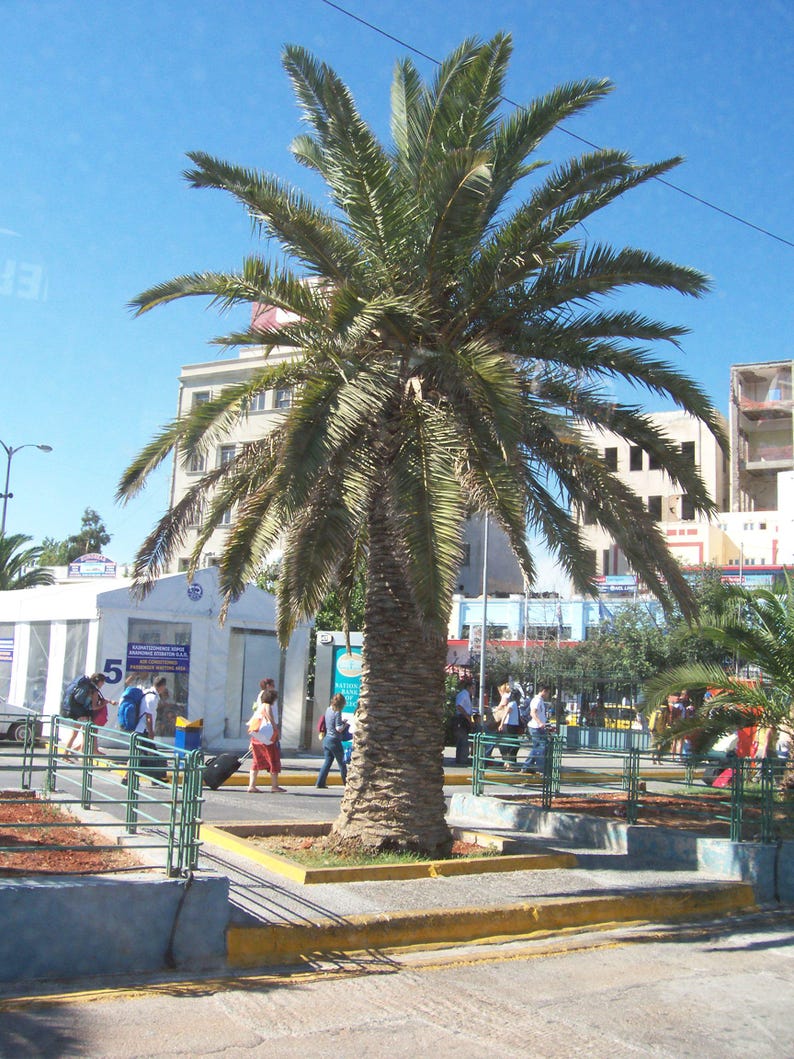 10+ Phoenix Canariensis Frön, Kanarieöarnas Dadelpalm, Kanariepalmfrön, Prydnadspalm bild 5