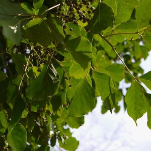 ビショフィア・ジャバニカ（Bischofia javanica）の新鮮な種子50粒以上、ビショップウッド – 植栽や盆栽に適した希少な熱帯観賞樹 画像 6