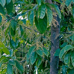 Puede incluir: Un tronco de &aacute;rbol con corteza lisa de color marr&oacute;n oscuro rodeado de densas hojas ovaladas de color verde oscuro brillante. Numerosos racimos de peque&ntilde;os capullos florales granulares de color amarillo p&aacute;lido cuelgan de las ramas.