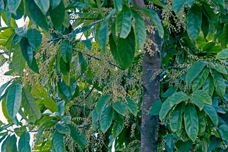 Puede incluir: Un tronco de &aacute;rbol con corteza lisa de color marr&oacute;n oscuro rodeado de densas hojas ovaladas de color verde oscuro brillante. Numerosos racimos de peque&ntilde;os capullos florales granulares de color amarillo p&aacute;lido cuelgan de las ramas.