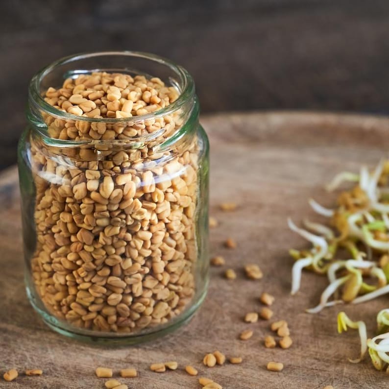 100+ Fenugreek Seeds, Trigonella foenum-graecum, Methi Herb, Culinary Herb image 4