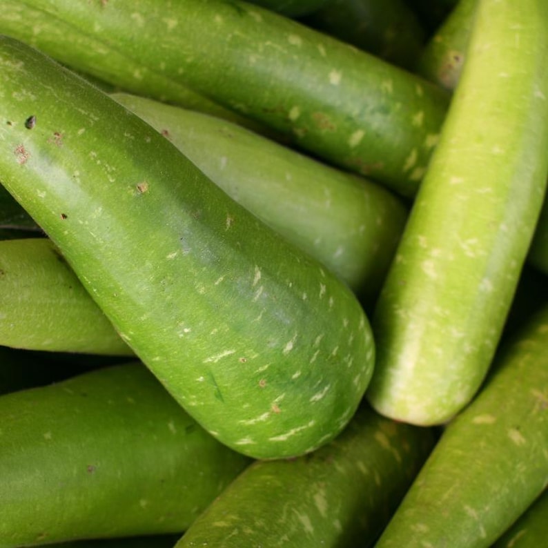10+ Flaschenkürbis-Samen (Ramdev), Lagenaria siceraria, Kürbisse, Flaschenkürbisse und Melonen Bild 6