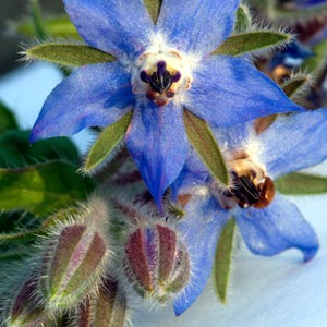 Más de 15 semillas de borraja, Borago officinalis, flor de estrella azul, hierba comestible. imagen 10
