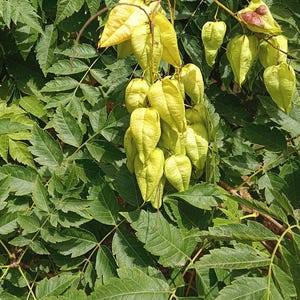30-60 semillas de árbol de lluvia dorada, Koelreuteria paniculata, orgullo de la India, árbol barnizado, semillas de árbol ornamental con flores imagen 5