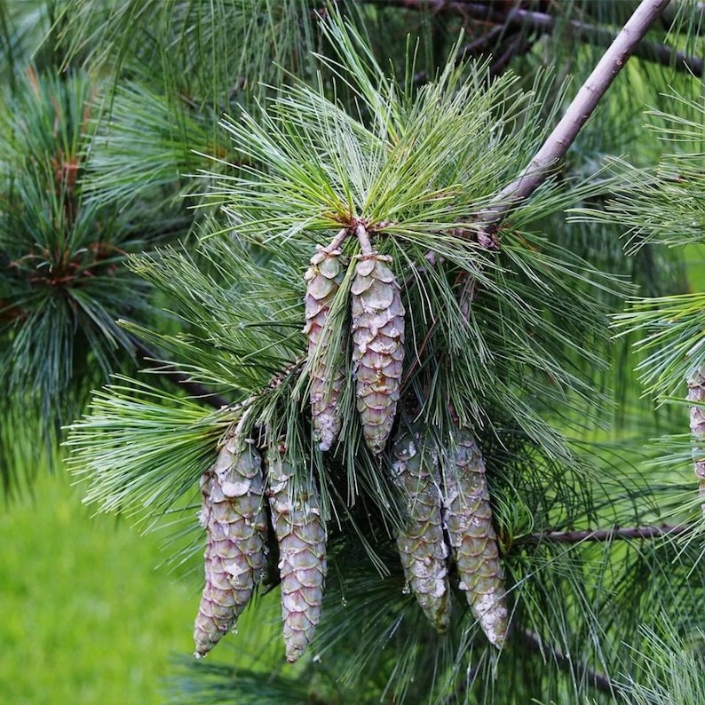 20-50 Samen der Himalaya-Kiefer (Excelsa-Kiefer, Weiße Butan-Kiefer, Pinus wallichiana) Bild 1