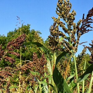 May include: Tall stalks of sorghum plants featuring dense, branching seed heads with small, dark reddish-brown grains. The plants have long, vibrant green leaves and sturdy stems, standing against a clear, bright blue sky in daylight.