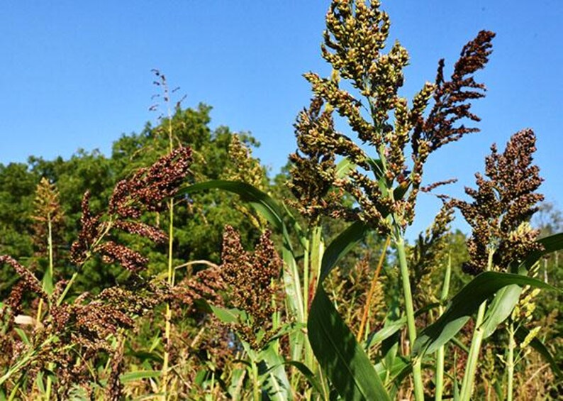 May include: Tall stalks of sorghum plants featuring dense, branching seed heads with small, dark reddish-brown grains. The plants have long, vibrant green leaves and sturdy stems, standing against a clear, bright blue sky in daylight.
