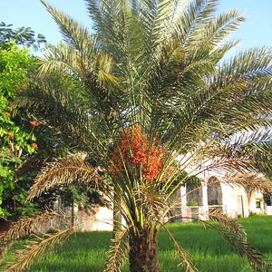 May include: A date palm tree with a thick, textured brown trunk and long, feathery green fronds. A large, dense cluster of bright orange-red dates hangs prominently from the centre of the tree, surrounded by foliage against a clear blue sky.