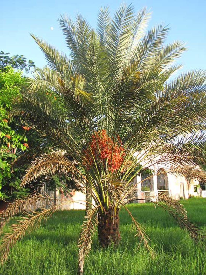 May include: A date palm tree with a thick, textured brown trunk and long, feathery green fronds. A large, dense cluster of bright orange-red dates hangs prominently from the centre of the tree, surrounded by foliage against a clear blue sky.