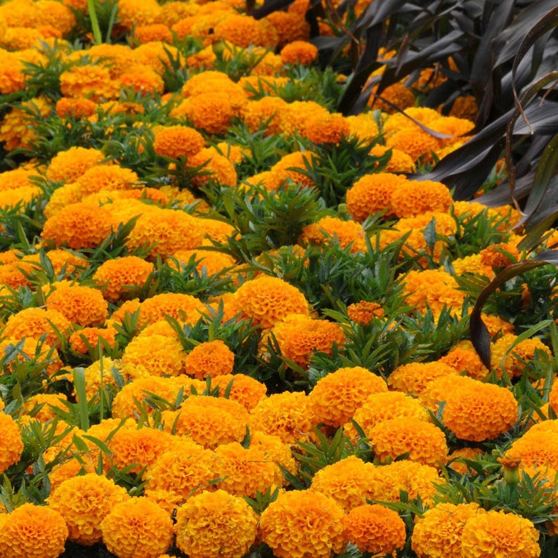 May include: A dense cluster of vibrant orange marigold flowers with ruffled petals and green foliage. The flowers are tightly packed together, creating a continuous field of bright orange blooms with some dark purple leaves visible at the top right.