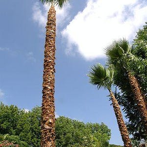Peut inclure: Trois grands palmiers aux troncs fibreux, bruns et textur&eacute;s, surmont&eacute;s de palmes vertes en forme d'&eacute;ventail. Les arbres se dressent sur un ciel bleu vif parsem&eacute; de nuages blancs, entour&eacute;s d'un feuillage vert luxuriant &agrave; leur base.