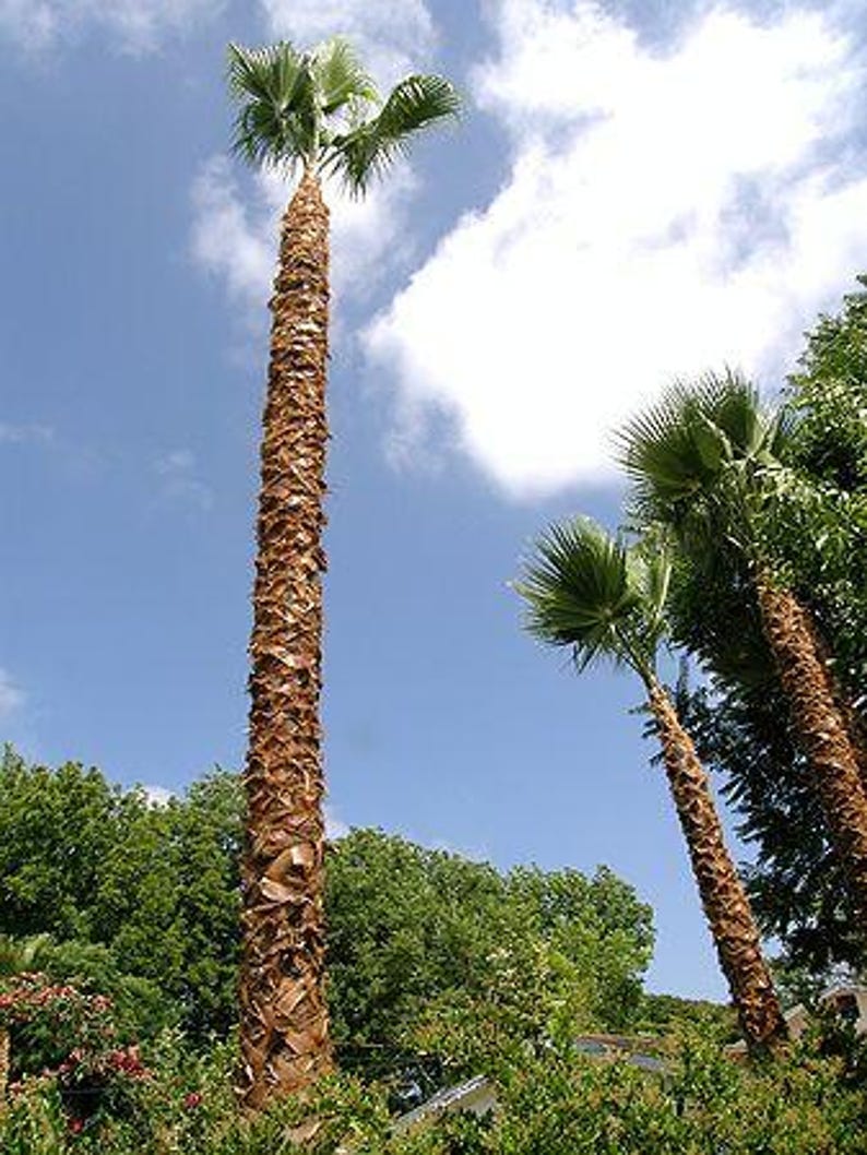 Peut inclure: Trois grands palmiers aux troncs fibreux, bruns et textur&eacute;s, surmont&eacute;s de palmes vertes en forme d'&eacute;ventail. Les arbres se dressent sur un ciel bleu vif parsem&eacute; de nuages blancs, entour&eacute;s d'un feuillage vert luxuriant &agrave; leur base.