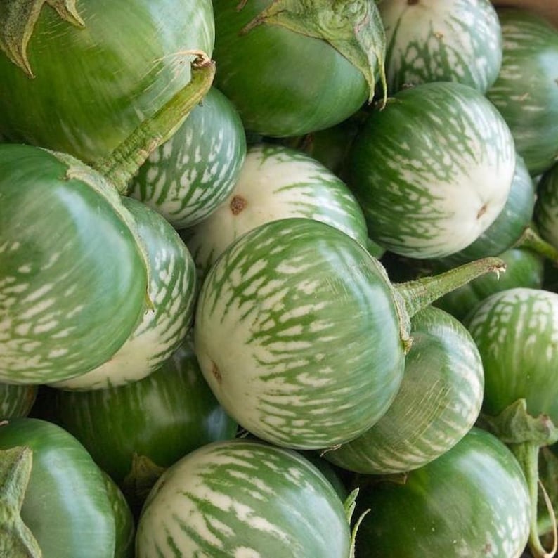 Más de 20 semillas de berenjena sin espinas, Solanum melongena, berenjena morada. imagen 1