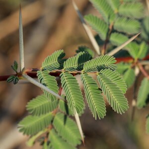 20–70 Samen von Acacia Nilotica, Babul, Dornenmimose, Vachellia nilotica Bild 5