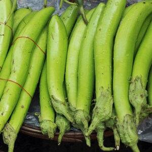Más de 100 semillas de berenjena larga verde, Solanum melongena, berenjena larga verde, berenjena india imagen 11