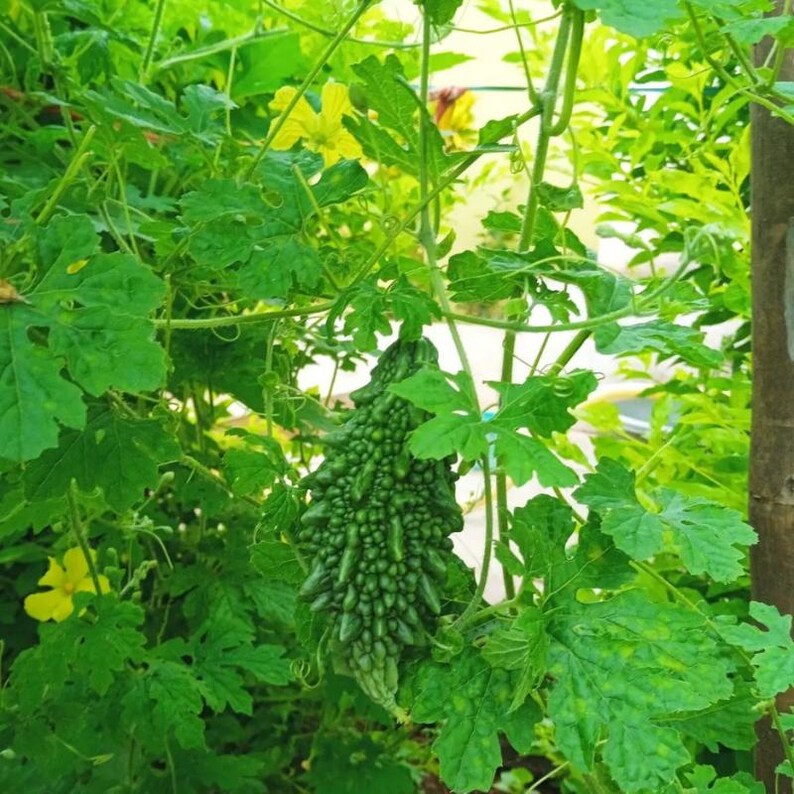 20-50 Sementes de melão-de-são-caetano pequeno (Karela, Momordica charantia), abóboras, cabaças e melões. imagem 3