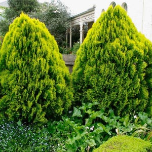 50-100 Samen der Orientalischen Lebensbaumart Thuja orientalis, Platycladus orientalis, Chinesischer Lebensbaum, Orientalische Thuja, Nadelbaumsamen Bild 7