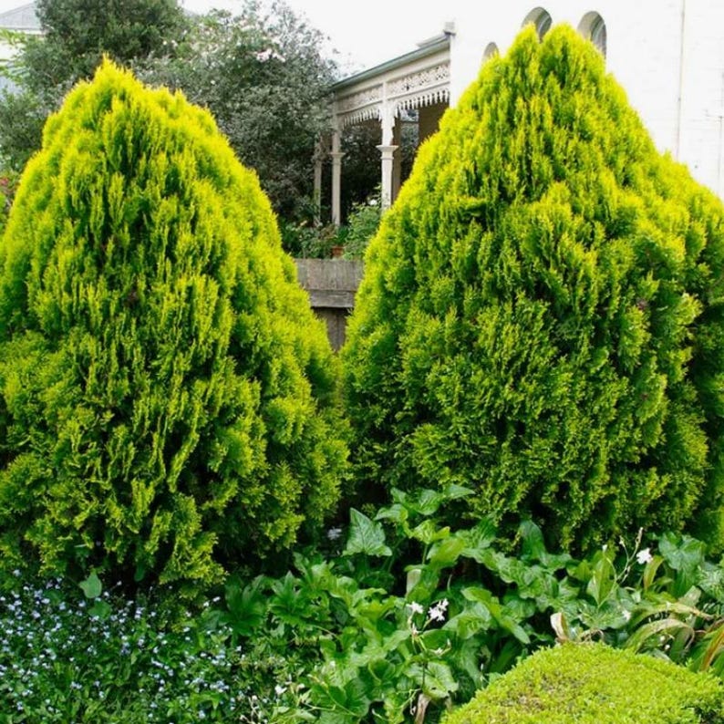 50-100 Samen der Orientalischen Lebensbaumart Thuja orientalis, Platycladus orientalis, Chinesischer Lebensbaum, Orientalische Thuja, Nadelbaumsamen Bild 7