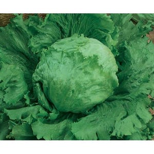 Puede incluir: Una lechuga iceberg con un centro denso y redondeado de hojas de color verde p&aacute;lido muy apretadas, rodeado por una capa de hojas exteriores sueltas, onduladas y de color verde vibrante que muestran una textura crujiente y arrugada.