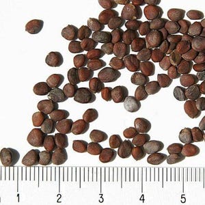 Op de afbeelding: Een verzameling kleine, ronde, roodbruine zaden verspreid boven een metrische liniaal. De zaden hebben een getextureerd oppervlak en vari&euml;ren enigszins in vorm. De liniaal laat zien dat de zaden een diameter hebben van 0,1 tot 0,3 cm.