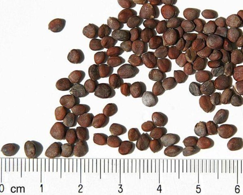 Op de afbeelding: Een verzameling kleine, ronde, roodbruine zaden verspreid boven een metrische liniaal. De zaden hebben een getextureerd oppervlak en vari&euml;ren enigszins in vorm. De liniaal laat zien dat de zaden een diameter hebben van 0,1 tot 0,3 cm.