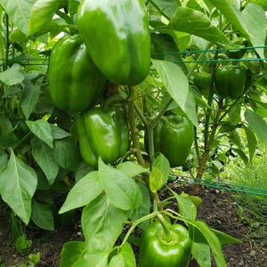 Puede incluir: Varios pimientos verdes brillantes cuelgan de una planta frondosa. Los pimientos son firmes, lisos y lobulados, suspendidos por tallos verdes entre hojas anchas de color verde vibrante. La planta est&aacute; sostenida por un alambre verde fino.