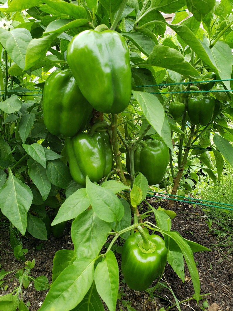 Puede incluir: Varios pimientos verdes brillantes cuelgan de una planta frondosa. Los pimientos son firmes, lisos y lobulados, suspendidos por tallos verdes entre hojas anchas de color verde vibrante. La planta est&aacute; sostenida por un alambre verde fino.